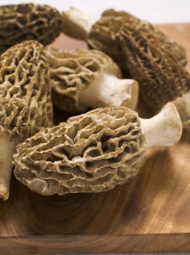 Mushroom Hunting Adventures